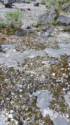 Fossils can be found in the scree.