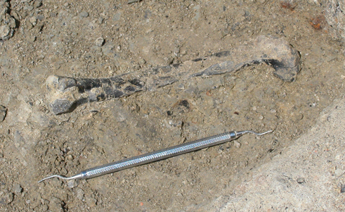 A fossilised dinosaur thigh bone (Ghost Ranch), only small dinosaurs were present close to the Equator.