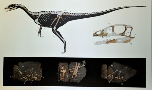 On display the fossils with a skeleton reconstruction.