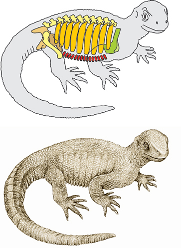 Illustration and outline plan of bones - ribs (yellow), gastralia (red), shoulder girdle (green), pelvis (brown), femur and vertebrae (mustard)