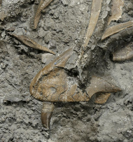 Jaw and skull fossil material