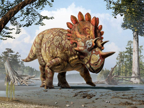  A right royal member of the Ceratopsidae.