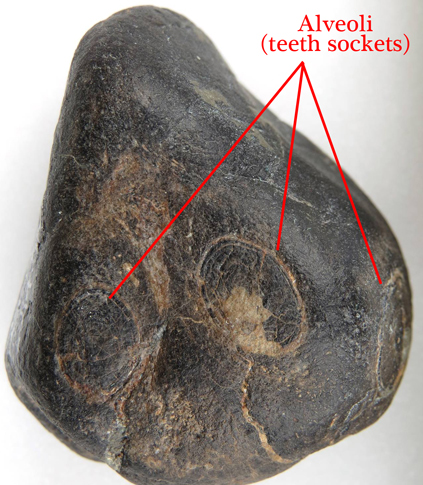 Teeth sockets can clearly be seen, it was the orientation, shape and position of the teeth sockets that led to the Coloborhynchus identification.