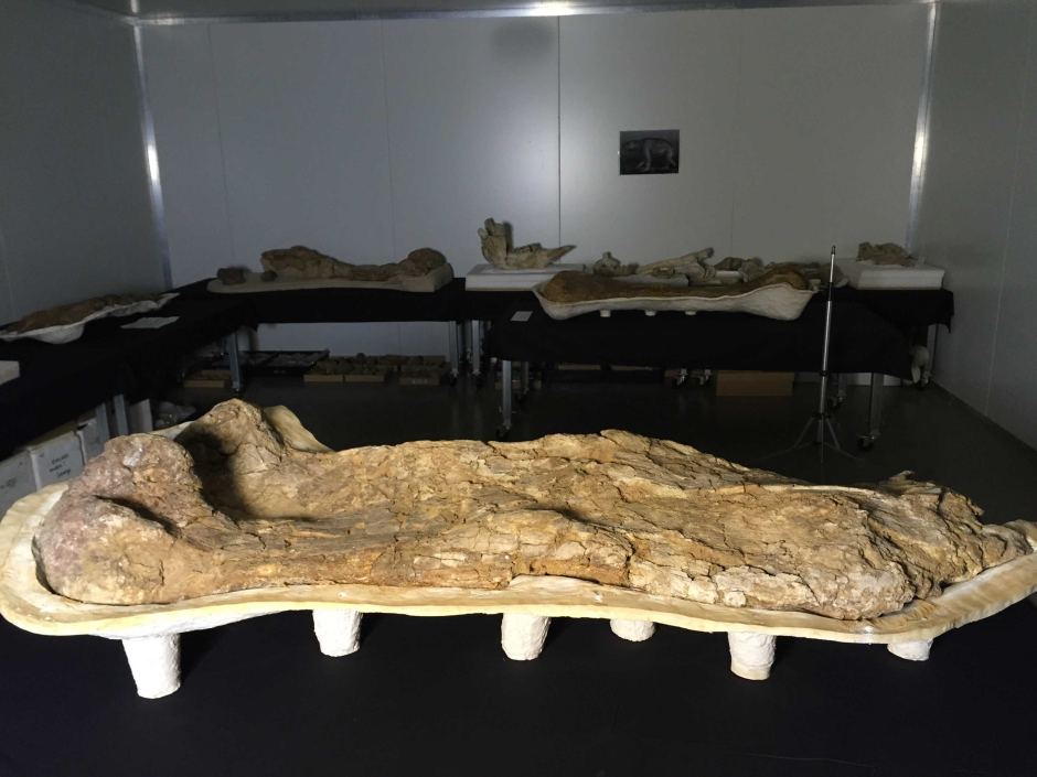 Giant limb bone of Australian Titanosaur.