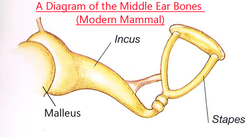 The three middle ear bones of a modern mammal.