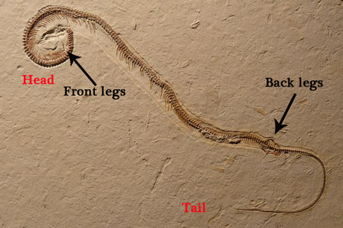 Tetrapodophis fossil.