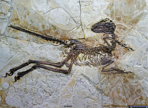  Large-bodied, short-armed Liaoning dromaeosaurid
