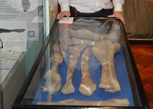 140 million year old dinosaur bones on display
