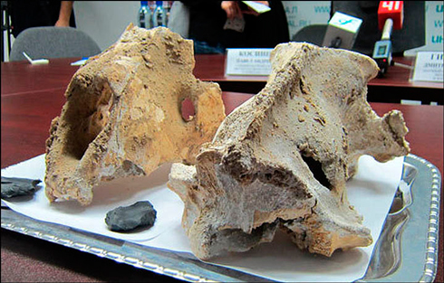 Imanai cave lion skulls on display.