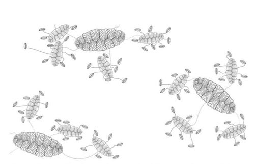 Simplified diagram showing spatial distribution of Fractofusus.