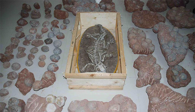 The Psittacosaurus was crated, either this is how it was sent from northern China or it was being prepared for illegal export.