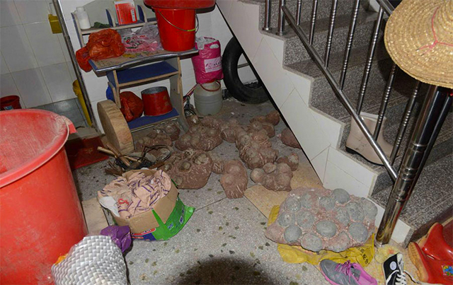Police raid house and discover hundreds of dinosaur eggs.