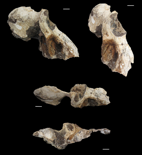 Various views of the baboon skull fossil.