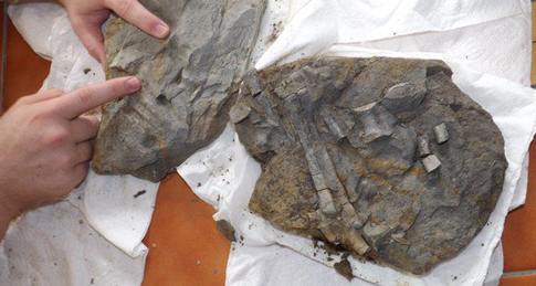 The bones are located on a 20cm slab of rock.