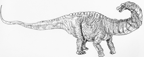 An Apatosaurus dinosaur drawing.