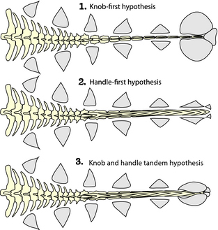 Three different theories of ankylosaurid tail evolution.