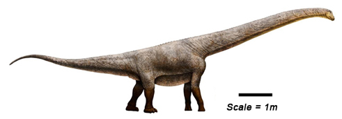 Image result for austrosaurus facts