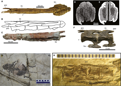 Caudal anatomy of Ankylosaurs.