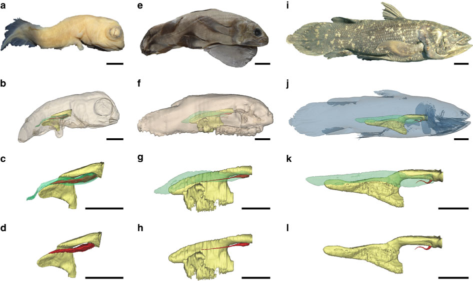Three-dimensional images showing the development of the Coelacanth lung at different fish growth stages.