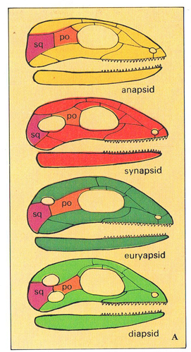 anapsid, synapsid, euryapsid and diapsid