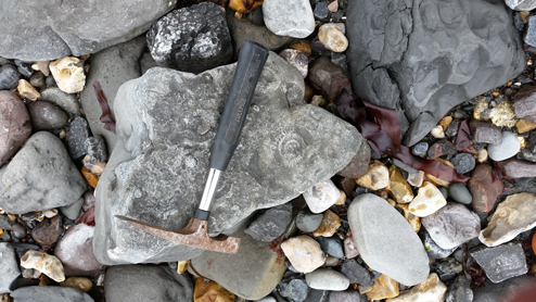 Fossils can still be found on the shore.