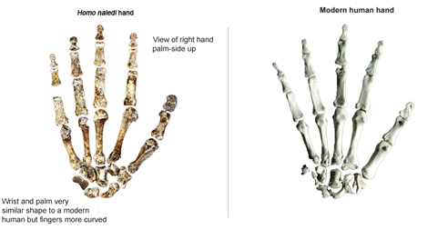 Very similar wrist bones but curved finger bones more like an ape.