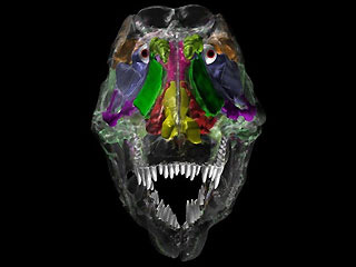 A three-dimensional reconstruction of a T. rex skull.