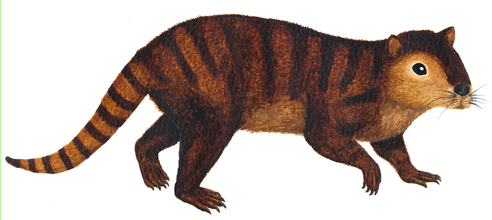 An illustration of Kimbetopsalis simmonsae.