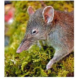 Paucidentomys vermidax - a bizarre newly discovered rodent from Sulawesi.