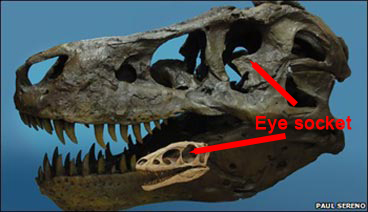 The orbit of a Tyrannosaurus rex is compared to the eye socket of a Raptorex