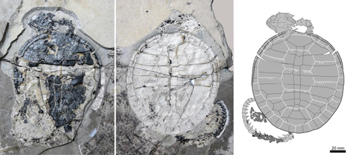 The newly-described fossil species, Xiaochelys ningchengensis, from northeastern China’s Jehol Biota; right: an illustration of the skeleton incorporating positive and negative impressions preserved in the layers of stone