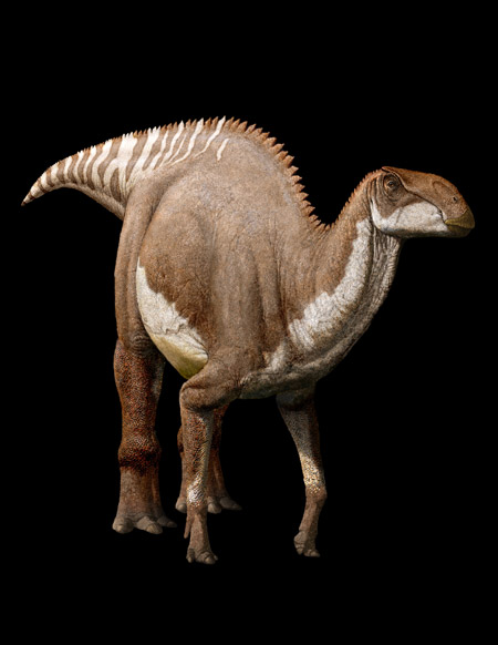 The Late Cretaceous Brachylophosaurus.