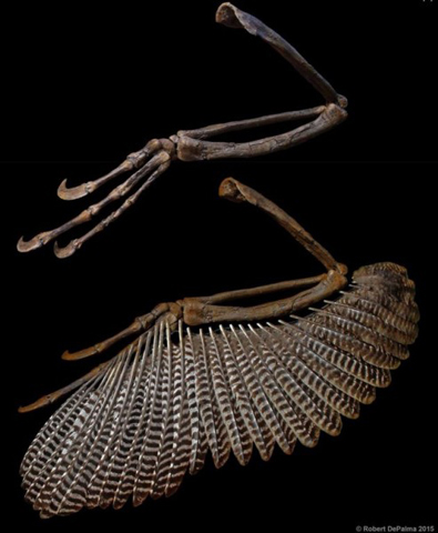 The "wings" of Dakotaraptor.