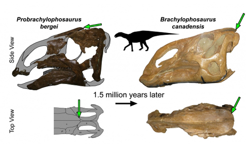 Skull comparisons between Hadrosaurs.
