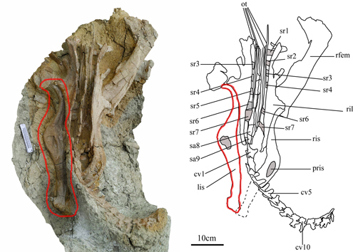 A top down view of the fossil material with the left ischium ringed in the photograph and highlighted in the line drawing.