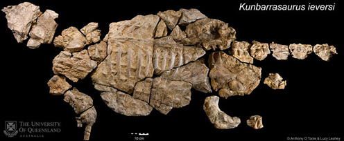 Kunbarrasaurus fossils.