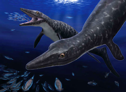 The first Japanese Mosasaur to be identified.