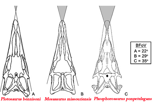 The forward facing vision of Mosasaurs are compared.