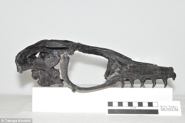 The skull in lateral view showing the huge eye-socket.