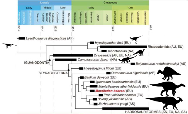 Phylogenetic relationships of Morelladon beltrani with the Styracosterna.