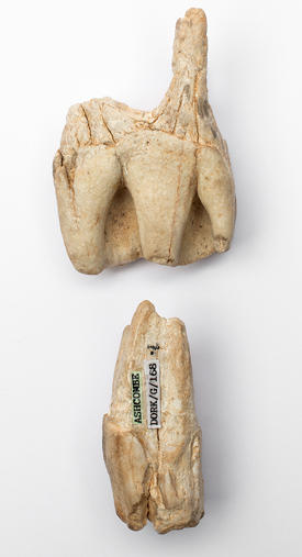 The molars of an ancient Woolly Rhino.