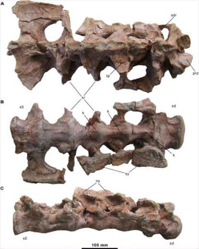 The sacrum (fused vertebrae over the hips) of Morelladon.