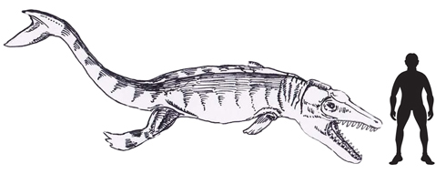 A scale drawing of the marine crocodile called Plesiosuchus.