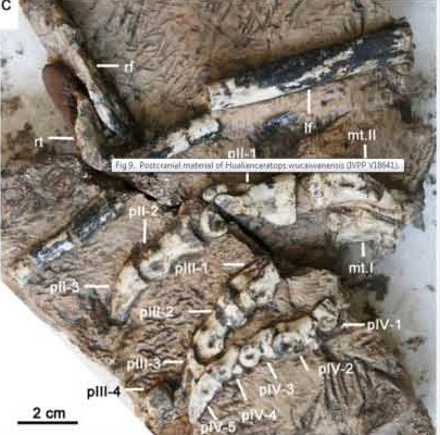 A partial hind limb and the left foot of Hualianceratops.