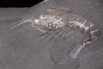 A fossil of the ancient Arthropod W. fieldensis.