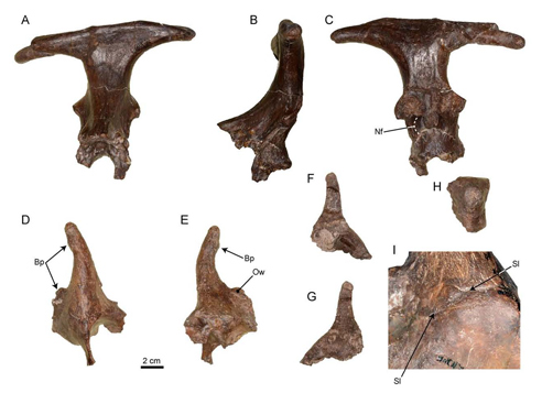 Cranial material including a bizarre "T-shaped" bony appendage.