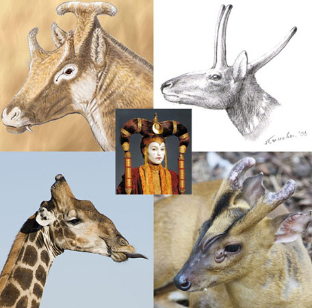 Ancient ruminants (top) compared to extant ruminants (bottom) Queen Amidala (Star Wars) headdress inspires trivial name.