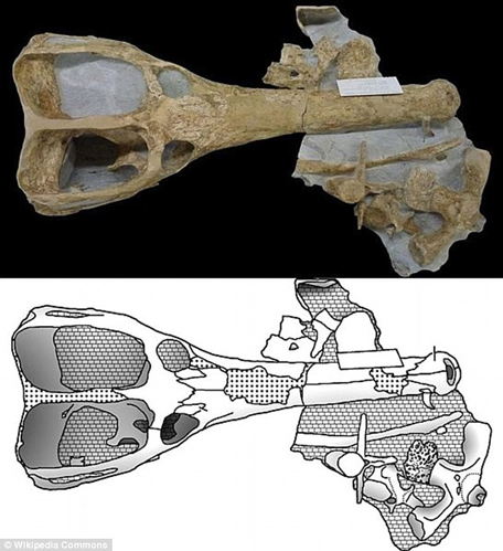 Typical skull material assigned to the Machimosaurus genus and line drawing (below).