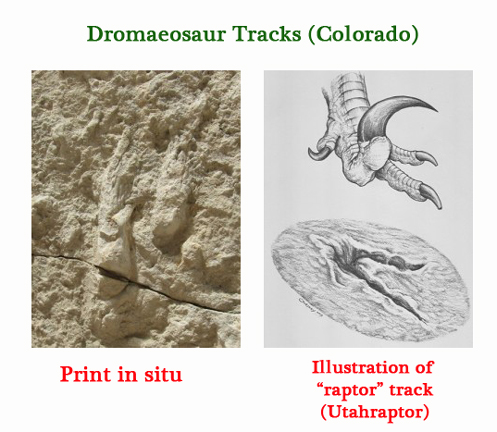 The two-toed track and an illustration showing how the footprint was made.