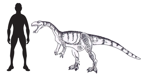 Masiakasaurus scale drawing.